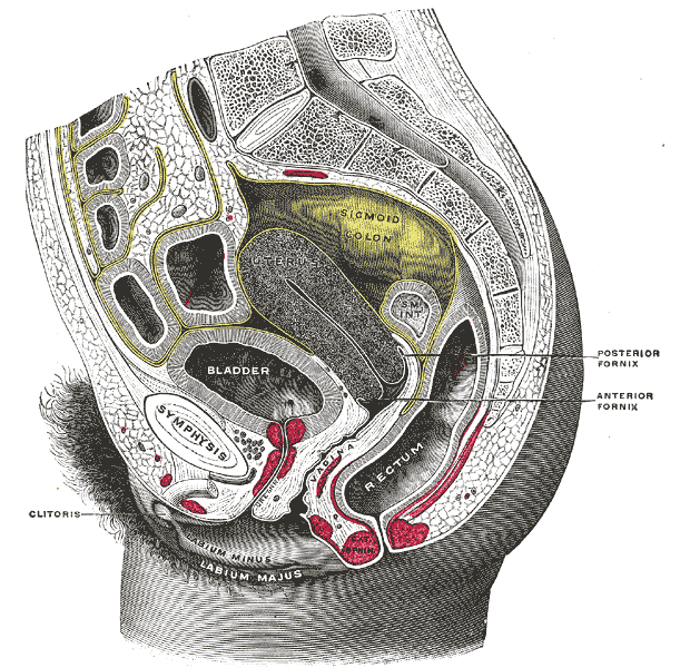 The female pelvis